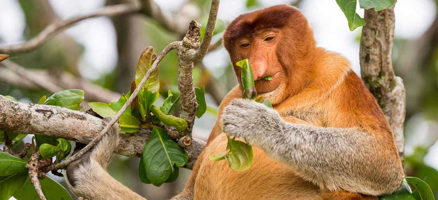 Borneo Beyond Adventure