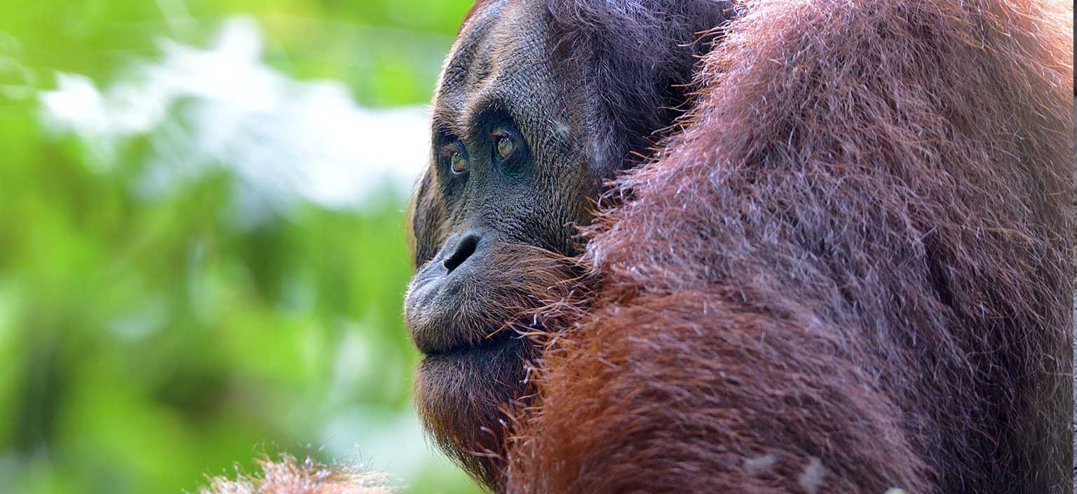 Borneo Beyond Adventure