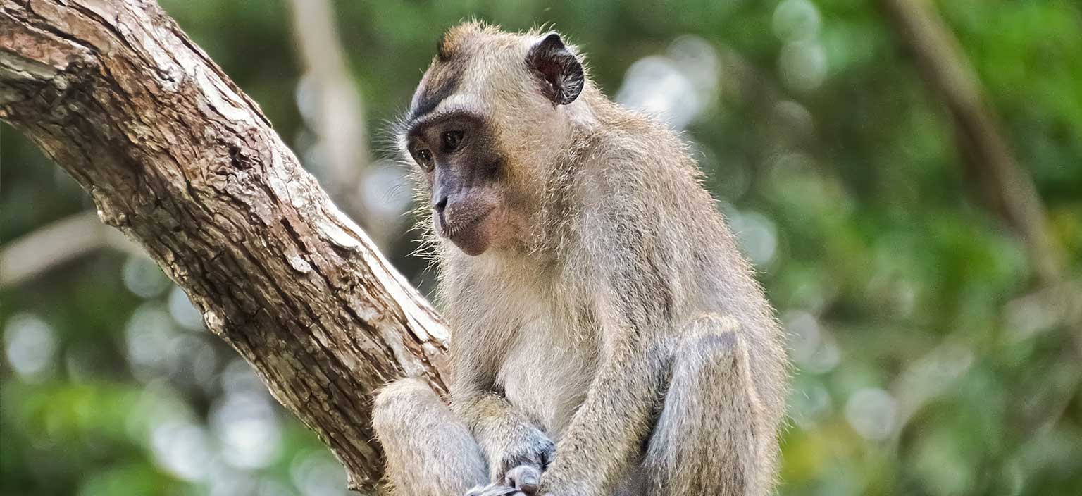 Borneo Beyond Adventure